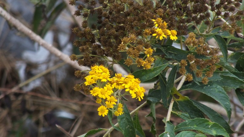 Verbesina perymenioides photo 3