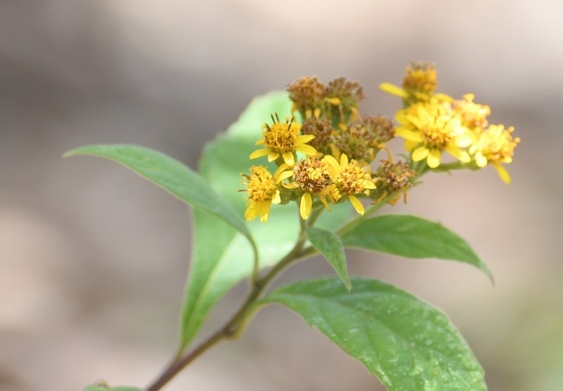Verbesina perymenioides photo 4