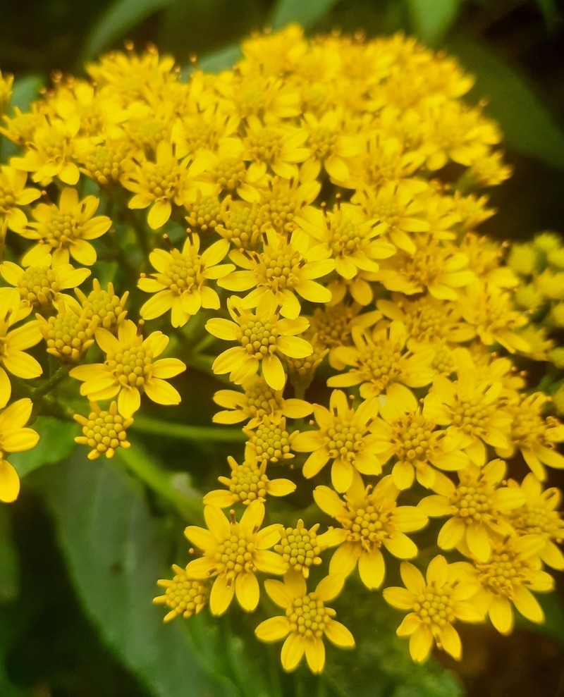 Verbesina perymenioides photo 5