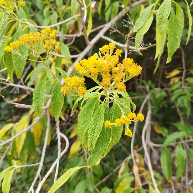 Verbesina perymenioides photo 6