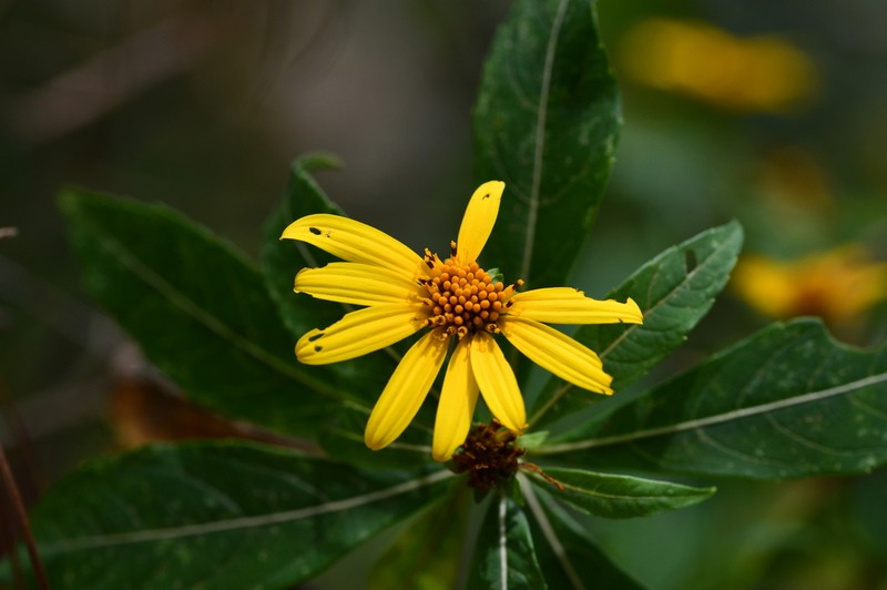Verbesina perymenioides photo 7
