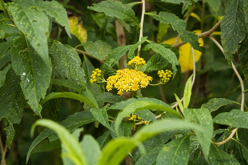 Verbesina perymenioides photo 8