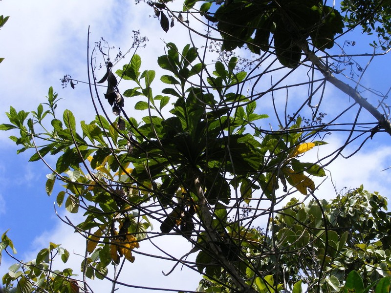 Verbesina petrobioides