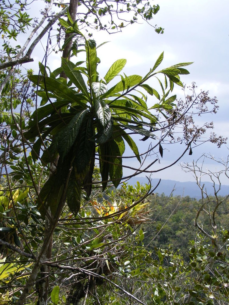 Verbesina petrobioides photo 2