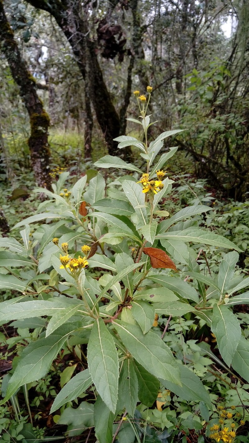 Verbesina petrophila
