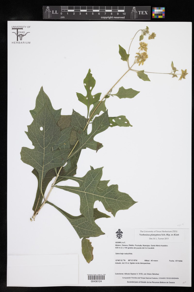 Verbesina platyptera