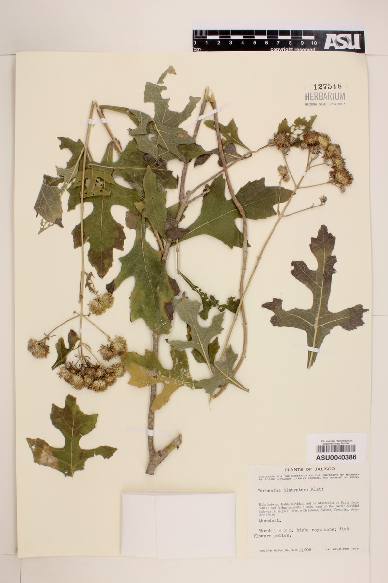 Verbesina platyptera photo 2