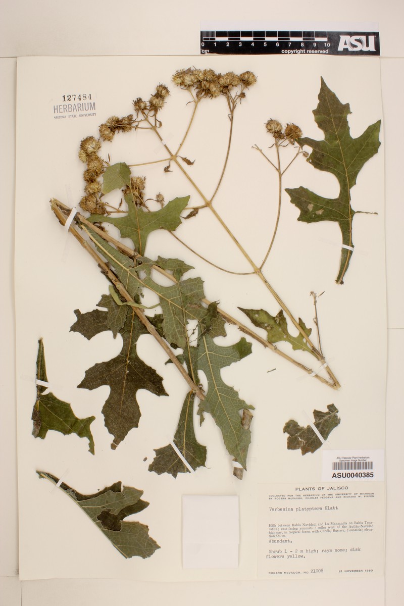 Verbesina platyptera photo 3