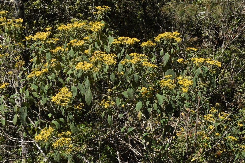 Verbesina pleistocephala photo 2
