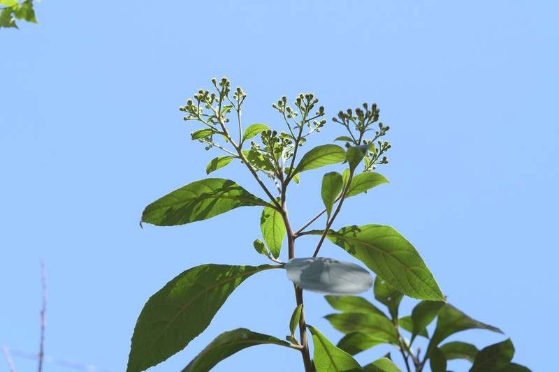 Verbesina pleistocephala photo 6