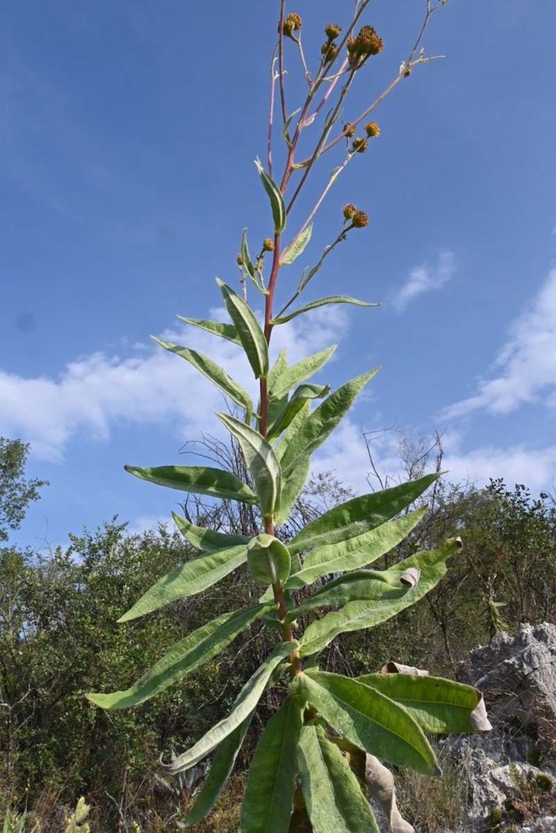 Verbesina potosina