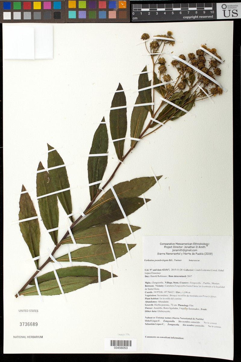 Verbesina pseudovirgata