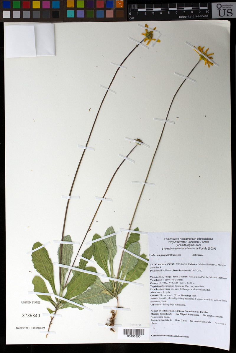 Verbesina purpusii