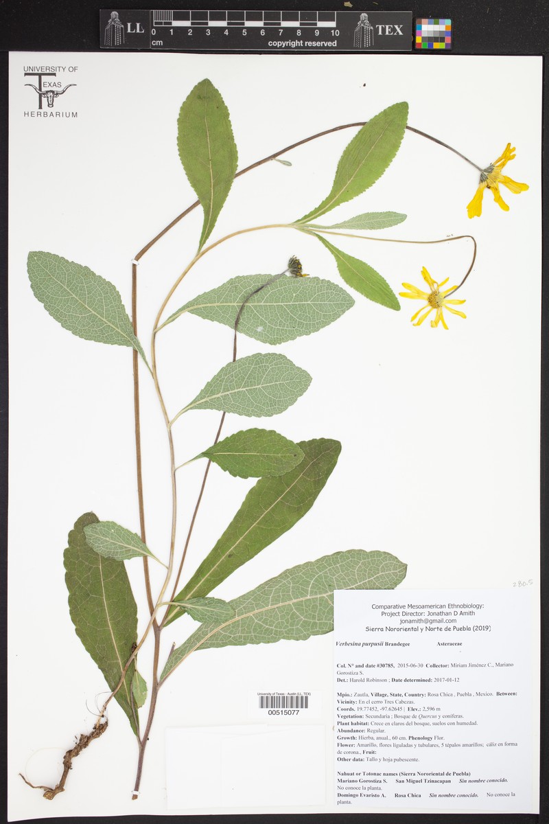 Verbesina purpusii photo 2