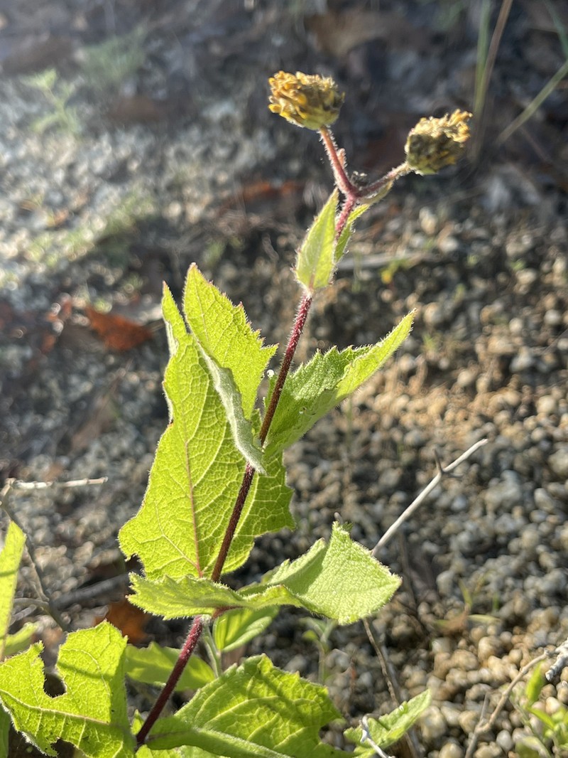 Verbesina pustulata