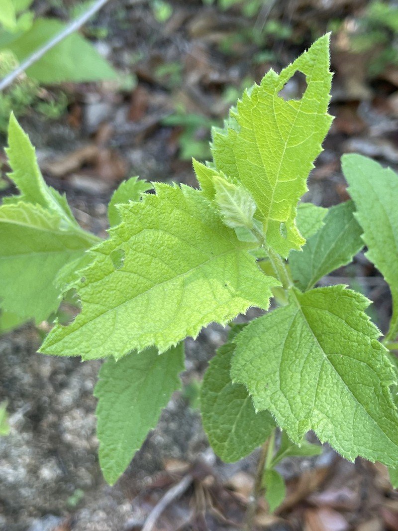 Verbesina pustulata photo 2