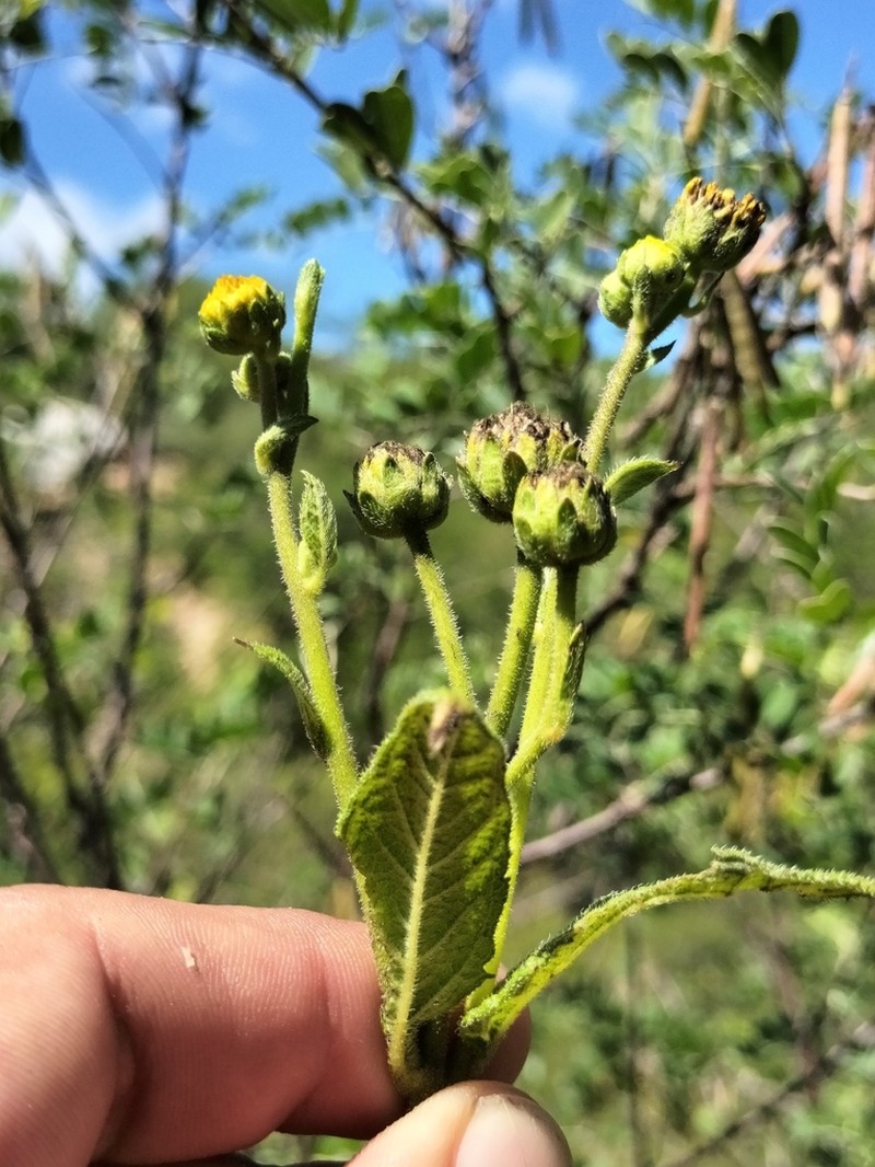 Verbesina pustulata photo 3
