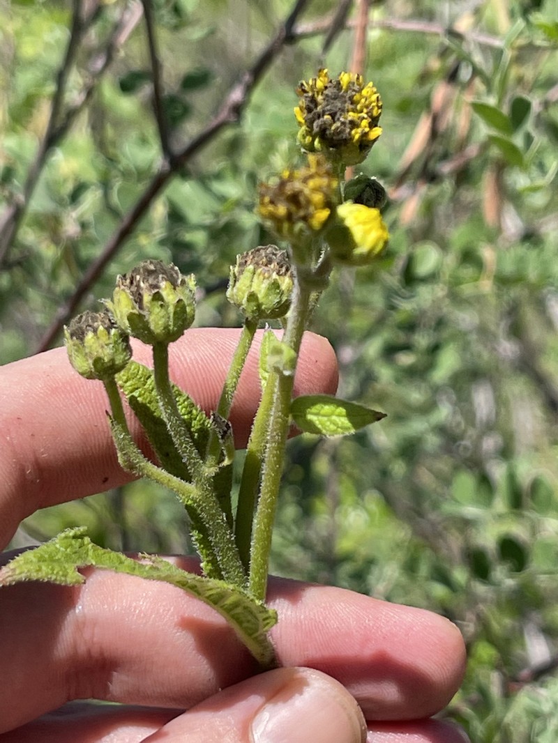 Verbesina pustulata photo 4