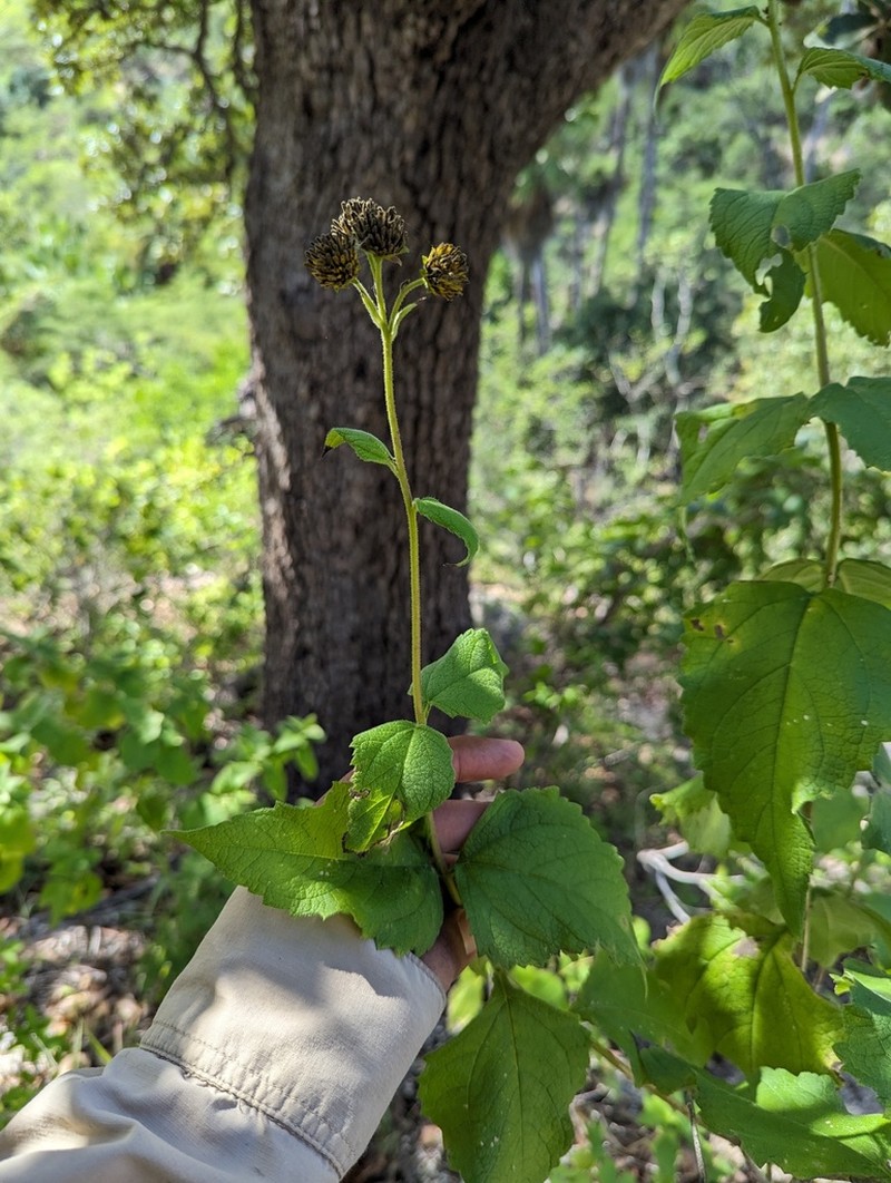 Verbesina pustulata photo 5
