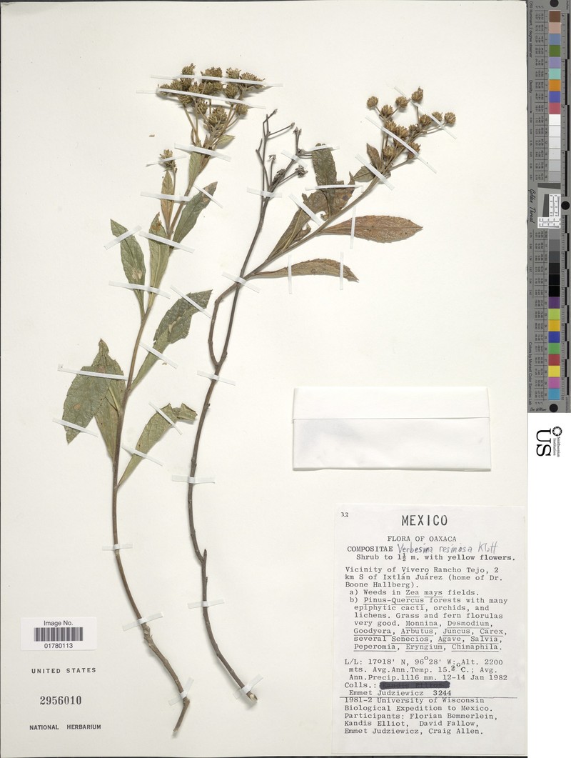 Verbesina resinosa