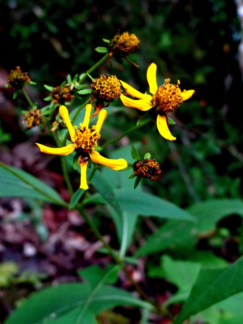 Verbesina richardsonii