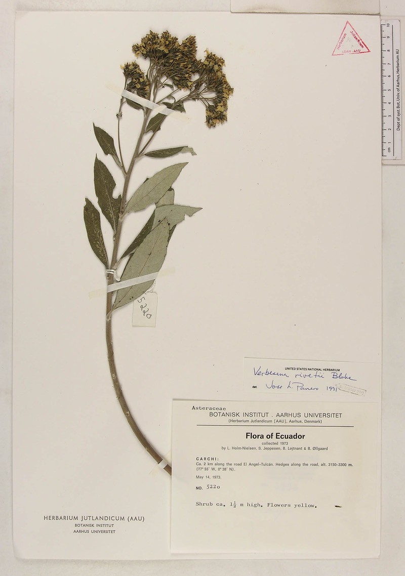 Verbesina rivetii