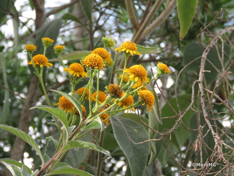 Verbesina robinsonii