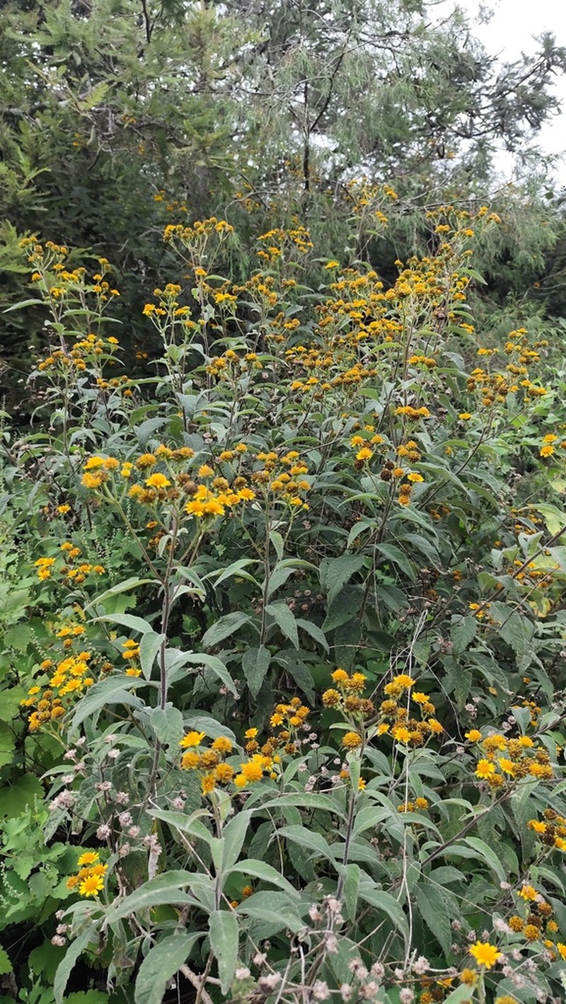 Verbesina robinsonii photo 2