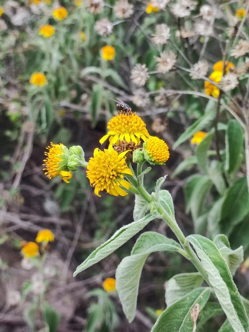 Verbesina robinsonii photo 3