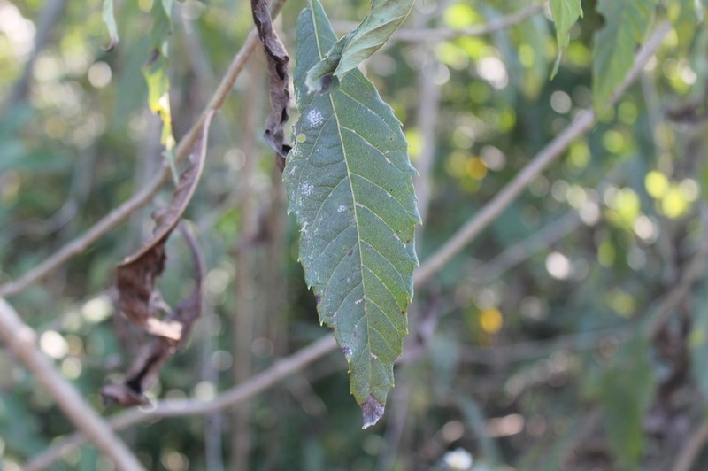 Verbesina robinsonii photo 4