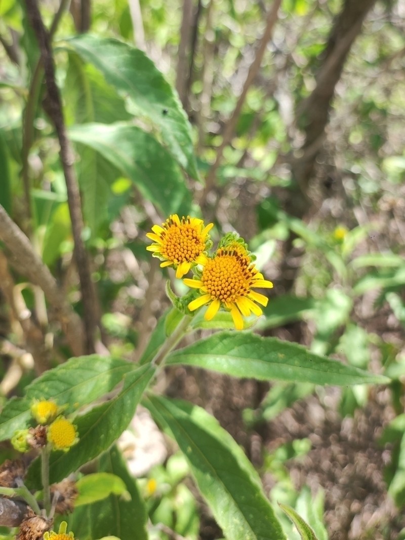 Verbesina robinsonii photo 5