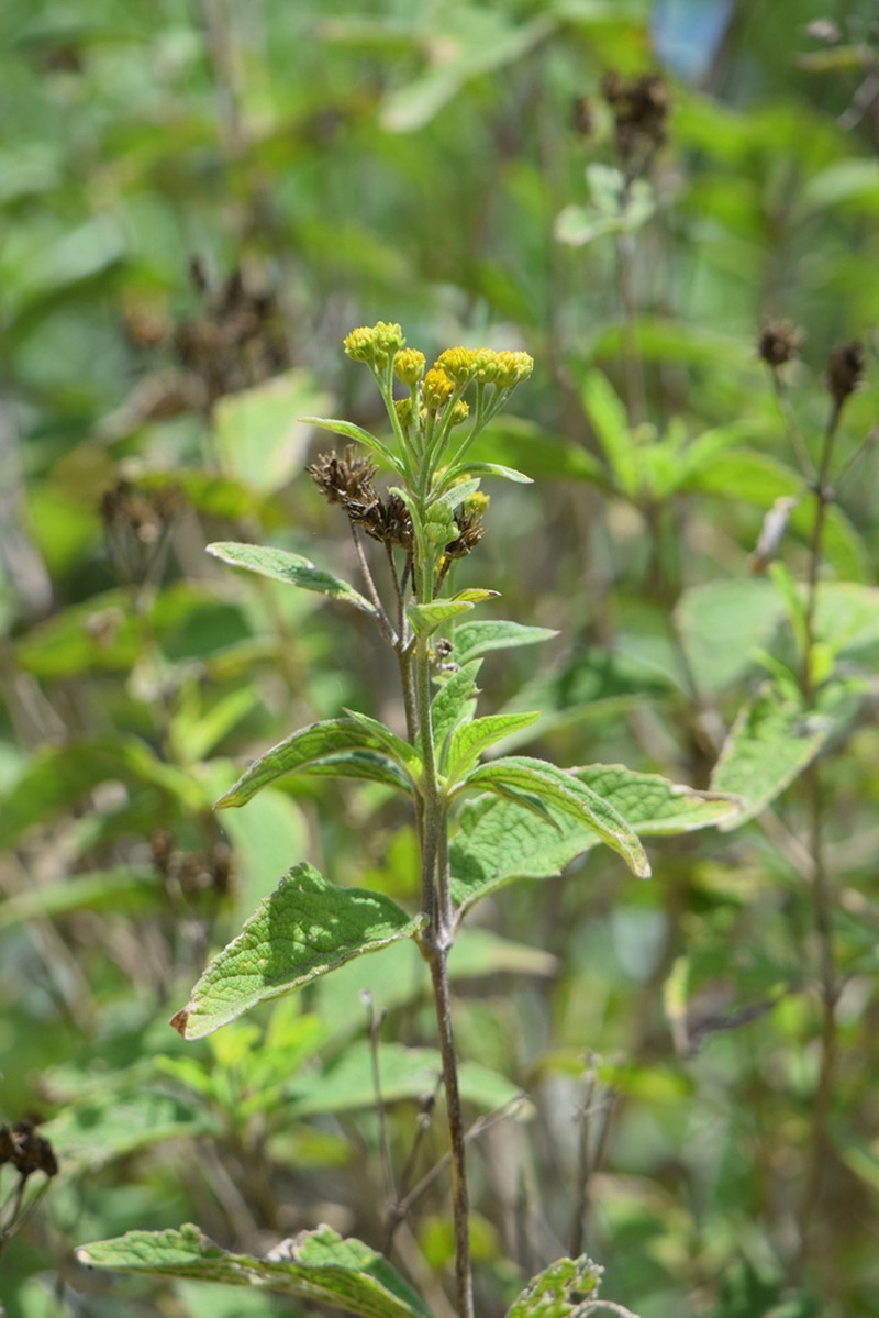 Verbesina robinsonii photo 6