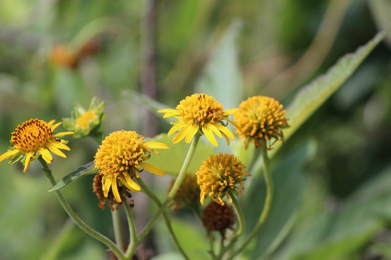 Verbesina robinsonii photo 8