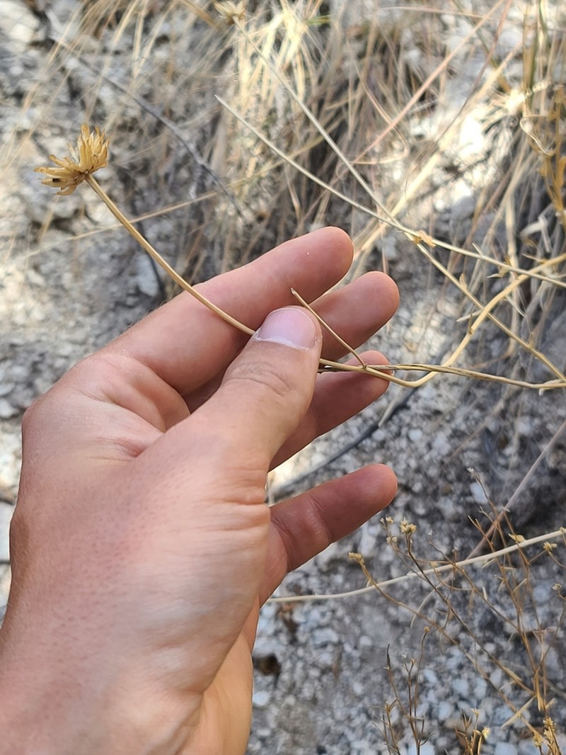 Rothrock's Crownbeard