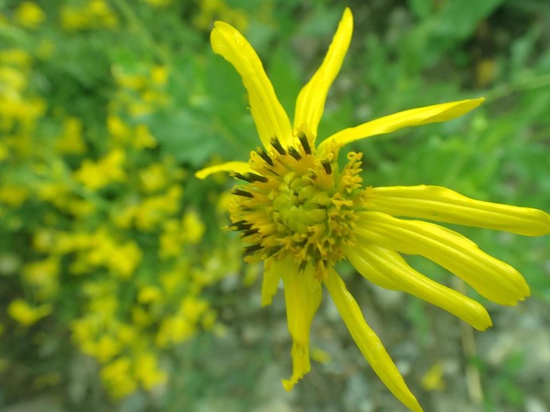 Rothrock's Crownbeard photo 2