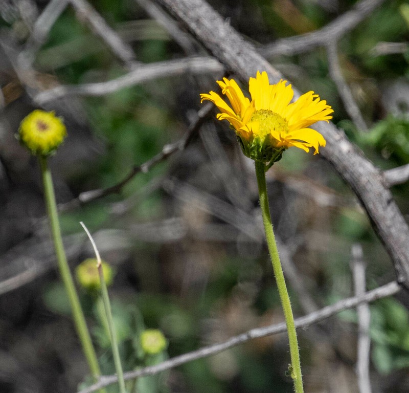 Rothrock's Crownbeard photo 3
