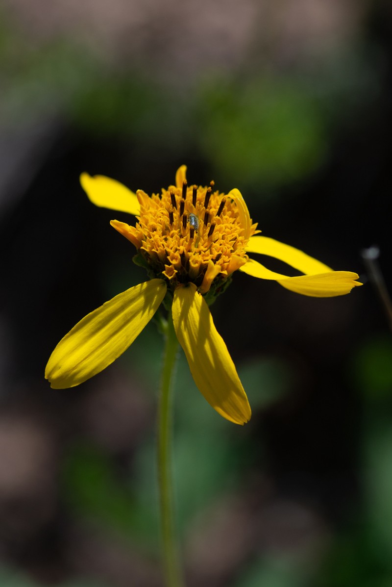 Rothrock's Crownbeard photo 4