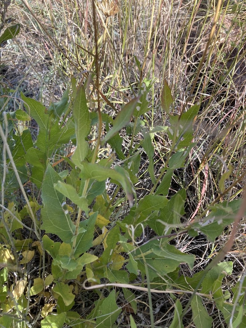 Rothrock's Crownbeard photo 5