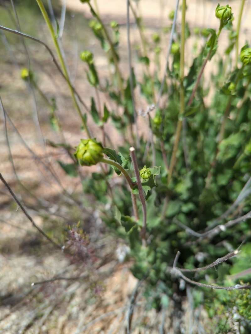 Rothrock's Crownbeard photo 6