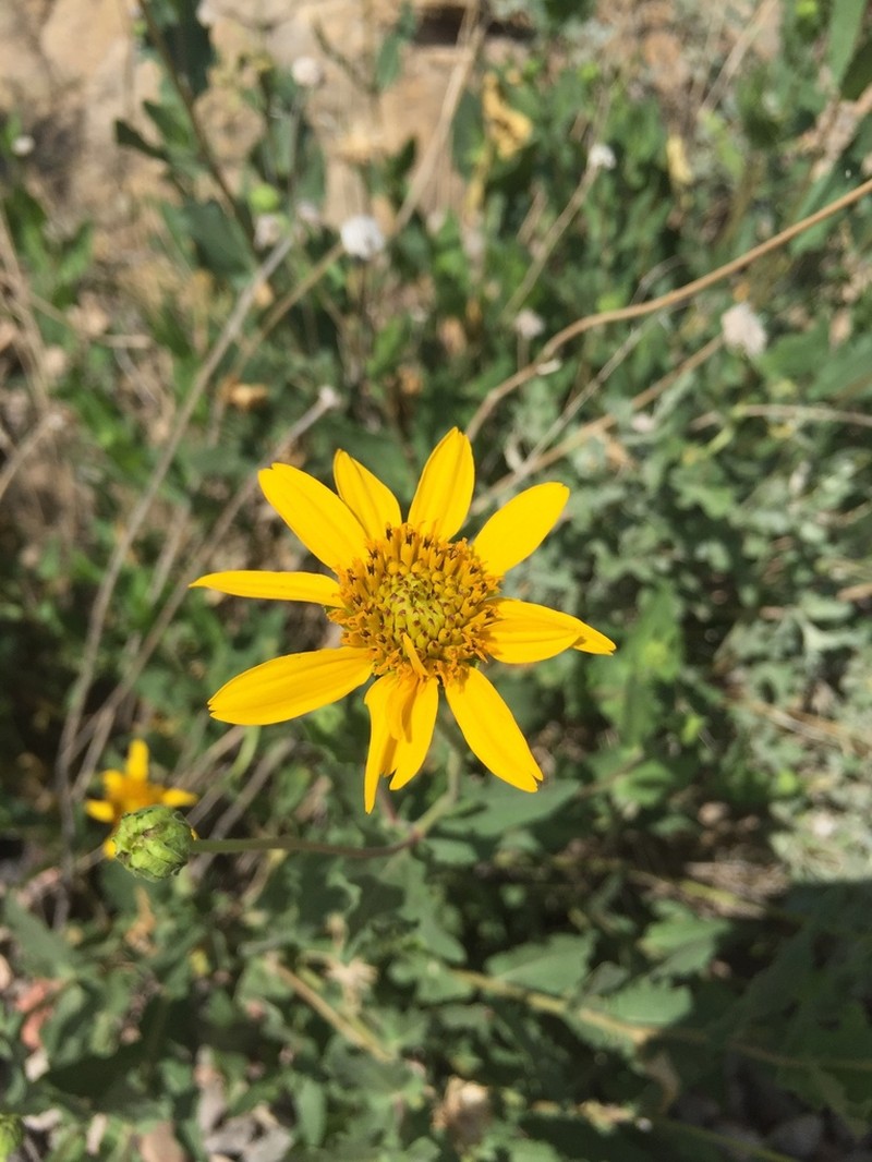 Rothrock's Crownbeard photo 7