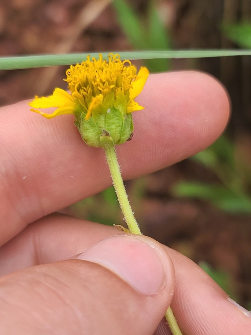 Rothrock's Crownbeard photo 8