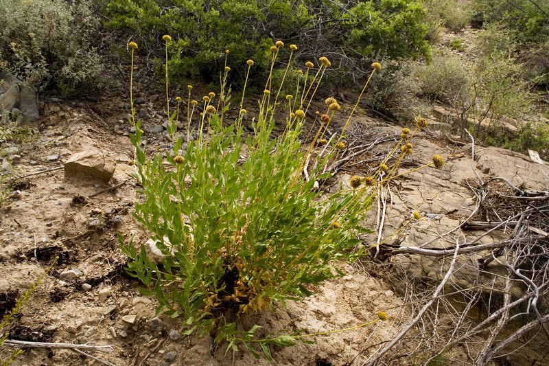 Rothrock's Crownbeard