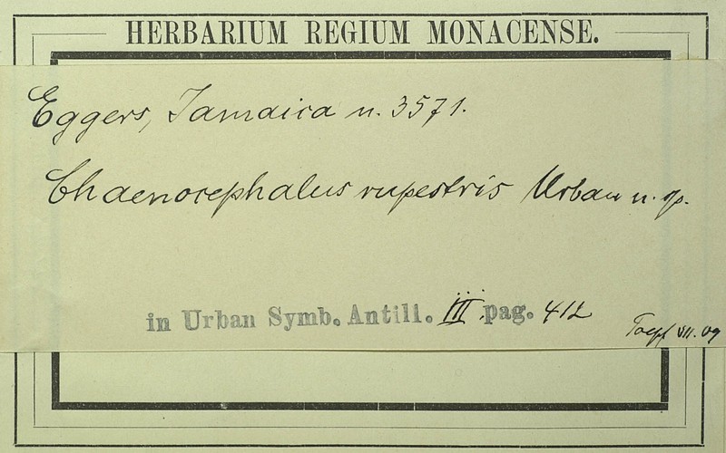 Verbesina rupestris