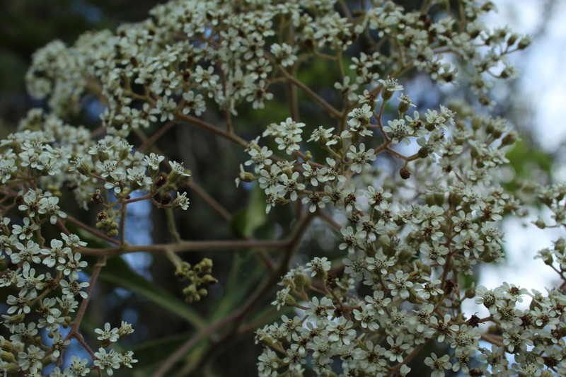 Verbesina sararensis photo 2