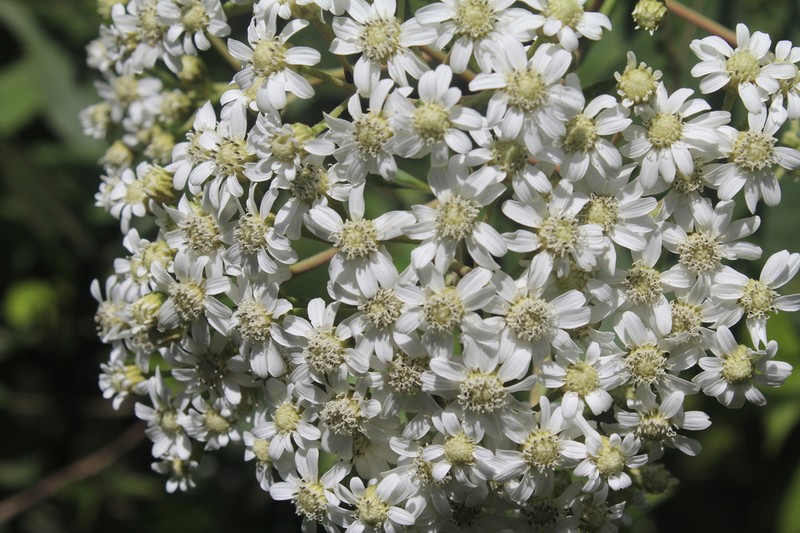 Verbesina sararensis photo 3