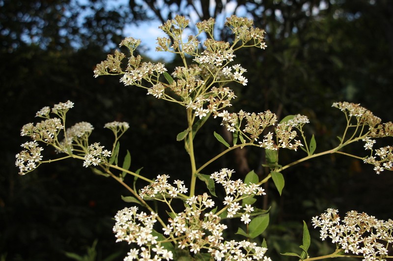 Verbesina sararensis photo 4