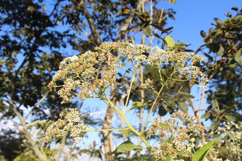 Verbesina sararensis photo 5