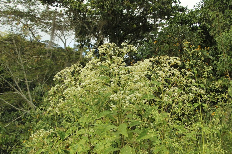 Verbesina sararensis photo 6