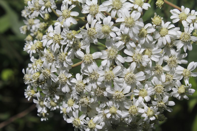 Verbesina sararensis photo 7
