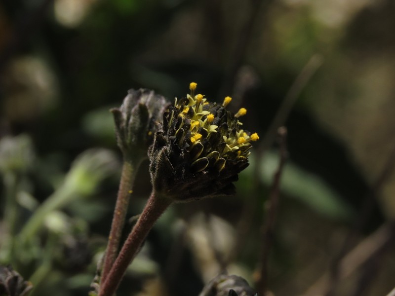 Verbesina saubinetia photo 2